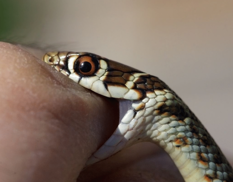 Snake Bite ICU Monitoring